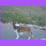 Belle Enjoying Wind.jpg